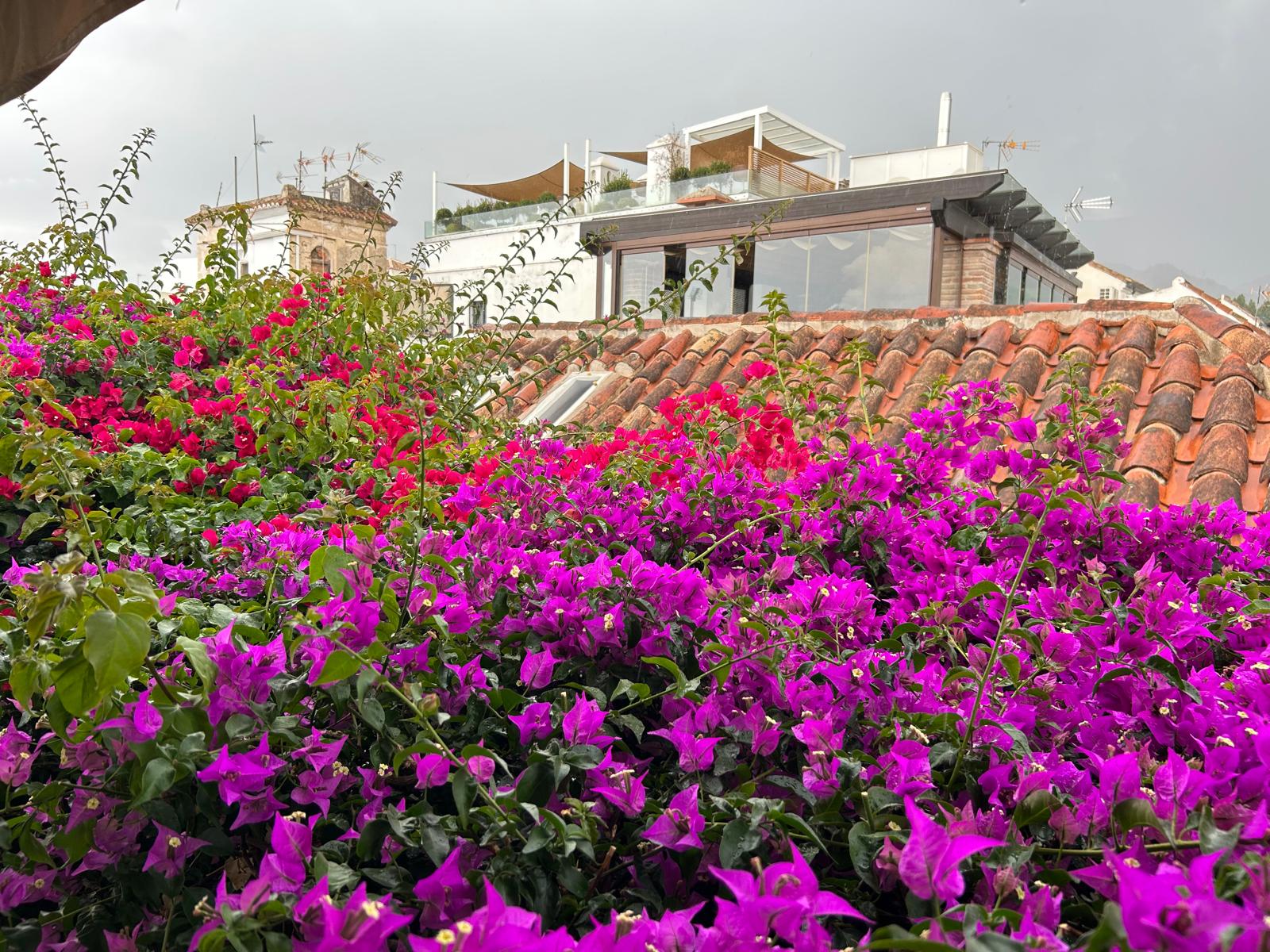 Bougainvillea spilling over the rooftop terrace at La Villa Marbella with Old Town tiles and a glimpse of the penthouse